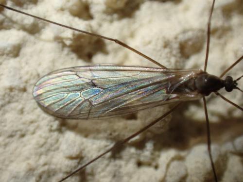 Trichocera regelationis